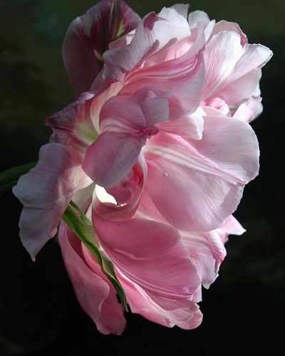 An Instagram  post added by undertuscansun on May 15, 2023. The author is @manonpaardenkooper. May present: petal, rose, flower, plant, pink.
