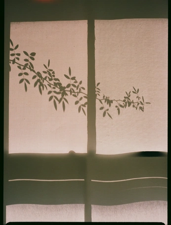 A cover of "Benedora" cluster. The owner is isadora.mazon. The cluster consists of 81 elements.