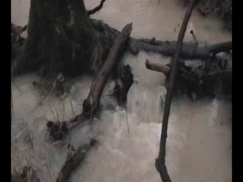 A cover of "MY GIFS" cluster. The owner is caden. The cluster description is "My gifs recorded on my camcorder xoxo". The cluster consists of 55 elements.