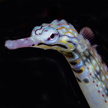 A cover of "Sea" cluster. The owner is ghastdishwasher. The cluster description is "Sea creatures & the ocean". The cluster consists of 65 elements.