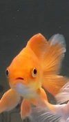 fiathefish's avatar