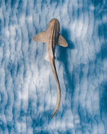 A cover of "Natura" cluster. The owner is anayab. The cluster consists of 2 elements.