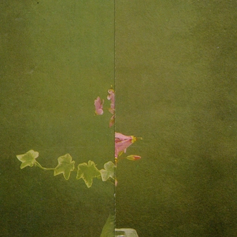 A cover of "The Poetry of a Flower" cluster. The owner is theplace. The cluster consists of 94 elements.