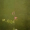 Cover of The Poetry ... cluster