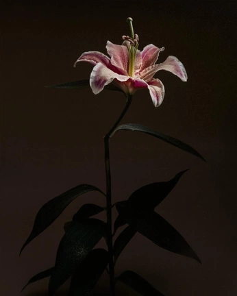 A cover of "Perfum" cluster. The owner is theboostclub. The cluster consists of 1 element.