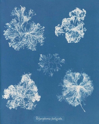 A cover of "Virgin" cluster. The owner is funish. The cluster consists of 16 elements.