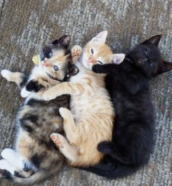 A cover of "cute" cluster. The owner is haiasi. The cluster consists of 36 elements.