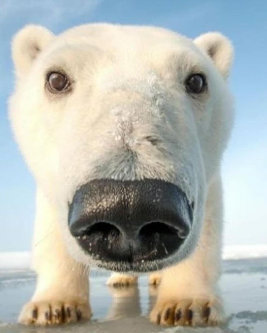 An Instagram  post added on Mar 24, 2024. The author is @morecorecore. May present: polar bears up close, polar bear, nose, head, photograph.