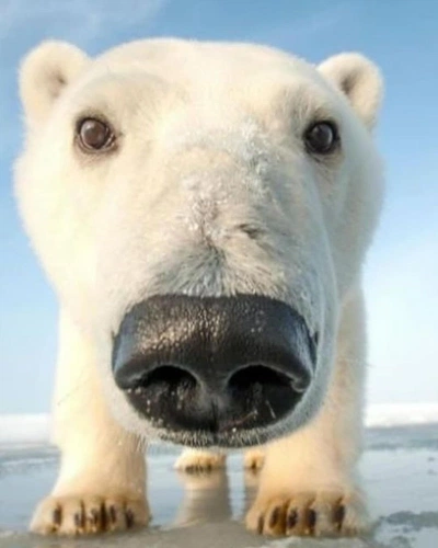 An Instagram  post added on Mar 24, 2024. The author is @morecorecore. May present: polar bears up close, polar bear, nose, head, photograph.