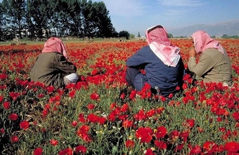 A cover of "COMME_DES_CABRIOS" cluster. The owner is enrifz. The cluster consists of 69 elements.