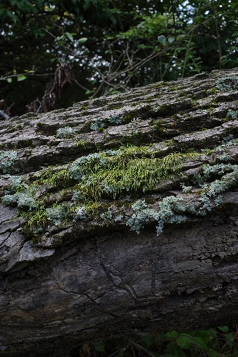 A cover of "earth" cluster. The owner is aayush. The cluster consists of 52 elements.