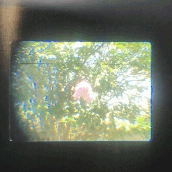 A cover of "nature videos" cluster. The owner is henryy.nicholls. The cluster consists of 41 elements.