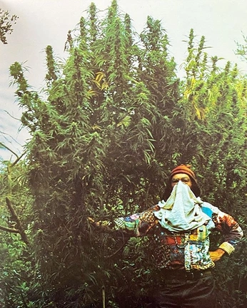 A cover of "peace" cluster. The owner is kalaniii. The cluster consists of 6 elements.