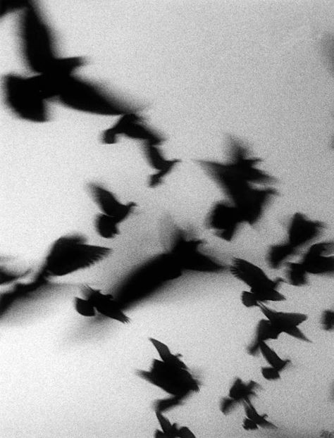 A Pinterest pin added by daudslmn on Dec 13, 2024. The author is Noah James Dickinson. May present: shadow.