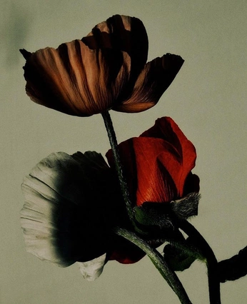 A cover of "flowers" cluster. The owner is nosleepclub. The cluster consists of 16 elements.