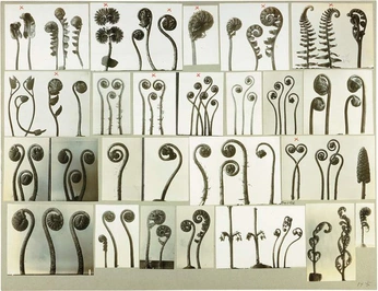 A cover of "7 years" cluster. The owner is nicoleagl. The cluster consists of 1 element.