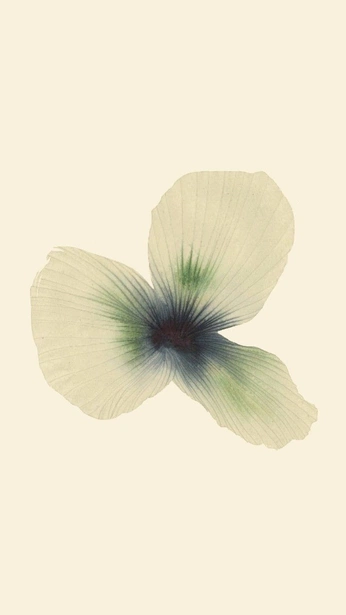 A cover of "Flower" cluster. The owner is claraxcao. The cluster consists of 31 elements.