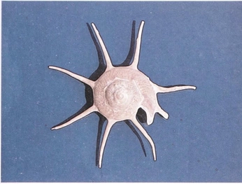 A cover of "sea" cluster. The owner is maja.trk. The cluster consists of 2 elements.