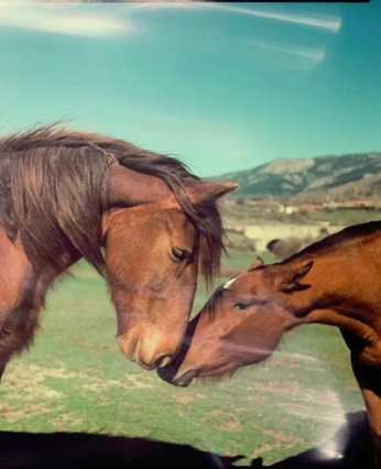 A cover of "horses" cluster. The owner is maylimas. The cluster consists of 7 elements.
