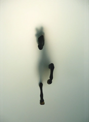 A cover of "Horses" cluster. The owner is unbridledform. The cluster consists of 1 element.