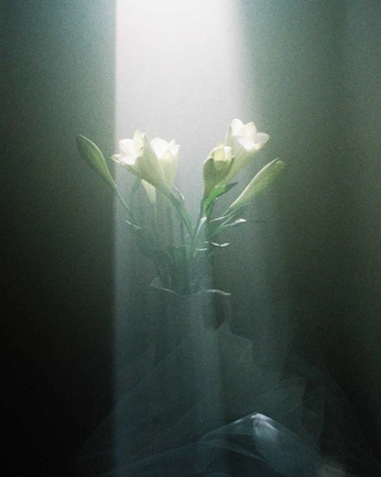 A cover of "light in life" cluster. The owner is monachiato. The cluster consists of 100 elements.