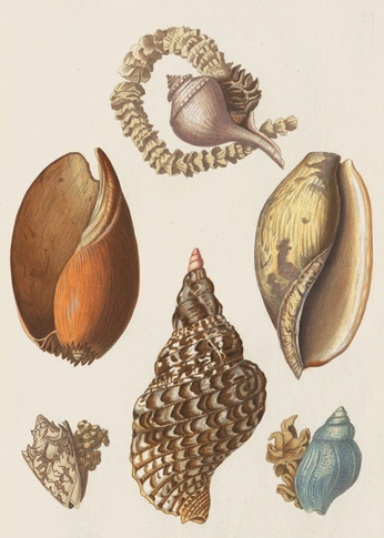 A cover of "Natural forms" cluster. The owner is jvckiesvntos. The cluster consists of 7 elements.