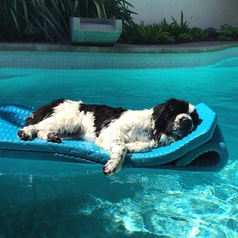 A cover of "Animals" cluster. The owner is davinch. The cluster consists of 1 element.