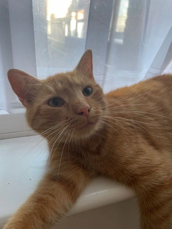 A cover of "me" cluster. The owner is cinnamorolllover. The cluster consists of 4 elements.