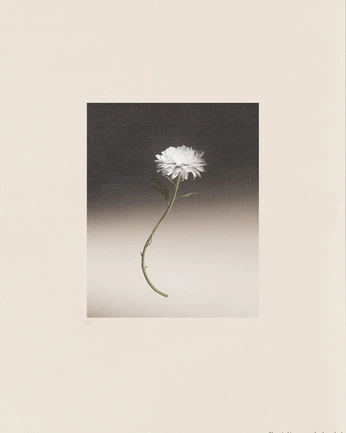 A cover of "scanography" cluster. The owner is trooney2003. The cluster consists of 2 elements.