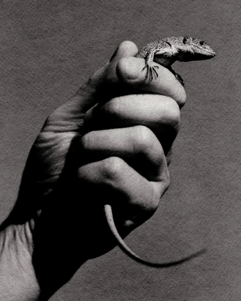 A cover of "Majaz shoot" cluster. The owner is zabbs. The cluster consists of 9 elements.