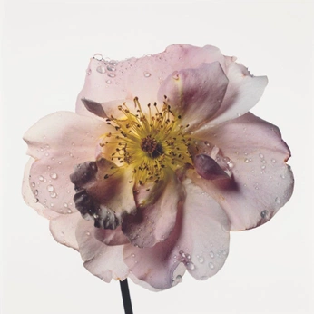 A cover of "Lucyindasky" cluster. The owner is lucilla. The cluster consists of 5 elements.