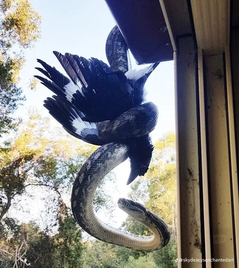 A cover of "🏮" cluster. The owner is fellk. The cluster consists of 2 elements.