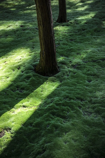 A cover of "Green" cluster. The owner is frank0425. The cluster consists of 3 elements.