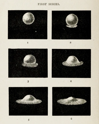 A cover of "some things cosmic" cluster. The owner is earthintruder. The cluster consists of 34 elements.