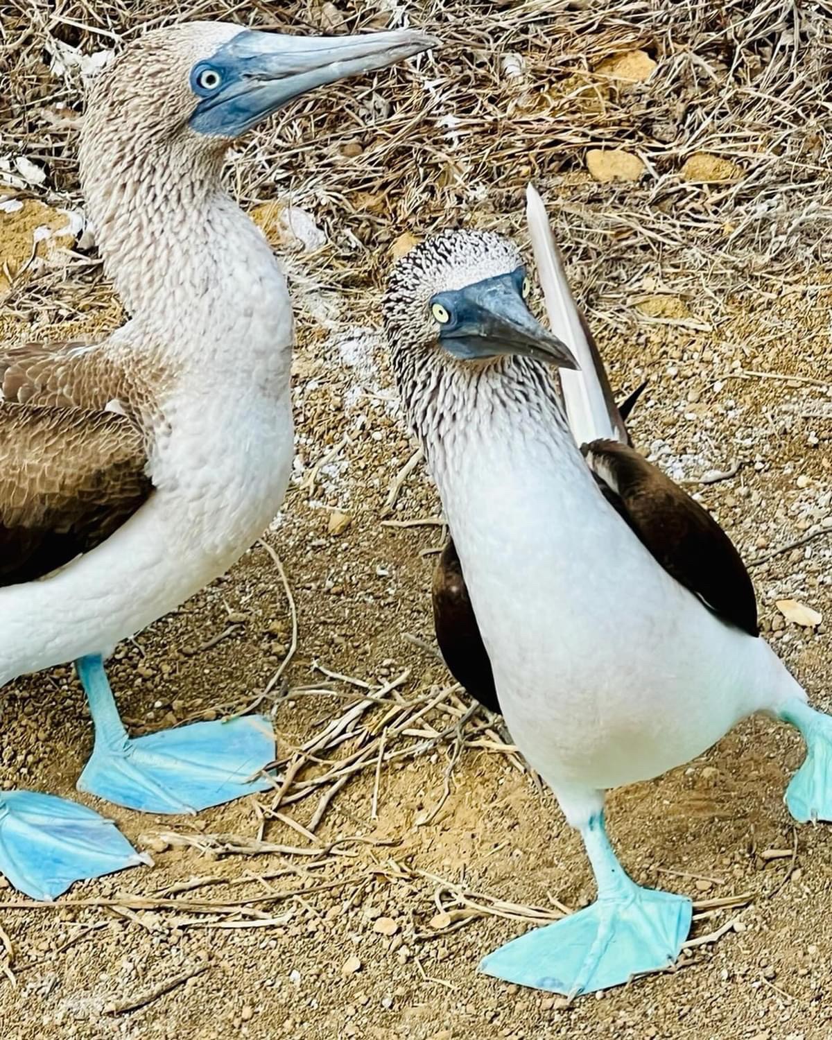 An image added by annie on Oct 01, 2024. May present: blue-footed booby, gannets.