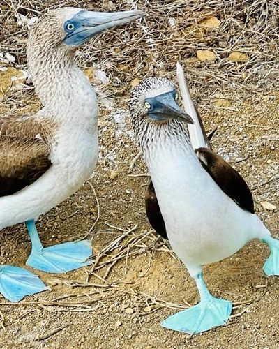 An image added by annie on Oct 01, 2024. May present: blue-footed booby, gannets.