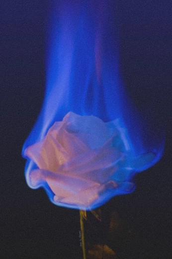 A cover of "Visual Poetry" cluster. The owner is josespinola. The cluster consists of 15 elements.