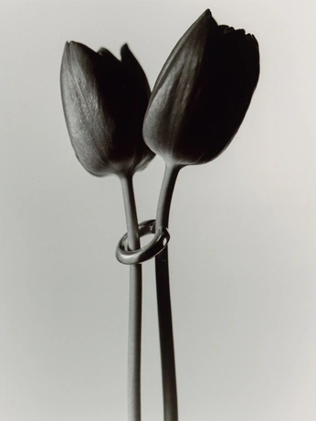 A cover of "Precious jewel" cluster. The owner is juliahfigueroa. The cluster consists of 1 element.