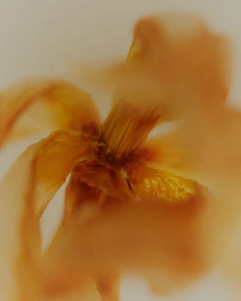 A cover of "TUARA" cluster. The owner is dancing.scribble. The cluster consists of 85 elements.