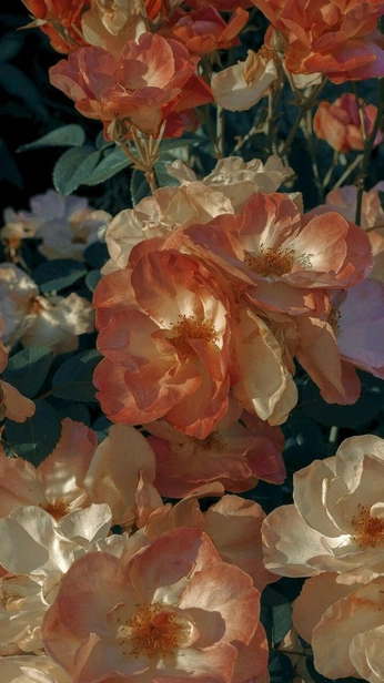 A cover of "Colors" cluster. The owner is sourgrapefruit. The cluster consists of 30 elements.