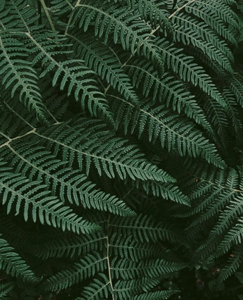 A cover of "Plant References" cluster. The owner is geguji. The cluster consists of 3 elements.