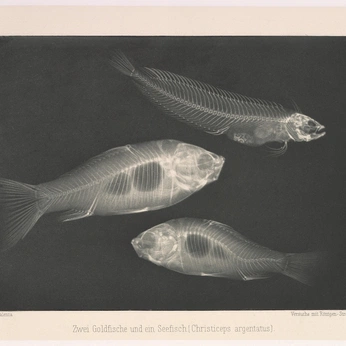 A cover of "animals" cluster. The owner is sssolie. The cluster consists of 10 elements.