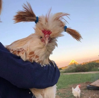 A cover of "Nature and Animals" cluster. The owner is anne.corsi. The cluster consists of 74 elements.