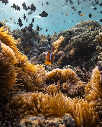 A cover of "FISH" cluster. The owner is potatotoe. The cluster consists of 1 element.