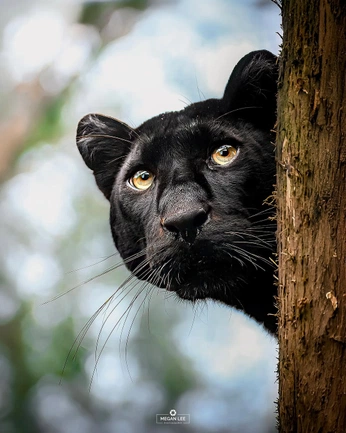 A cover of "(other) big cats" cluster. The owner is scottishimo. The cluster consists of 36 elements.