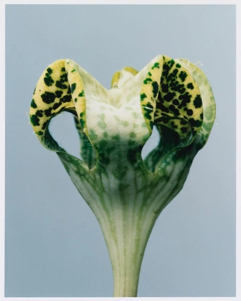 A cover of "foglie" cluster. The owner is chiara.t. The cluster consists of 12 elements.