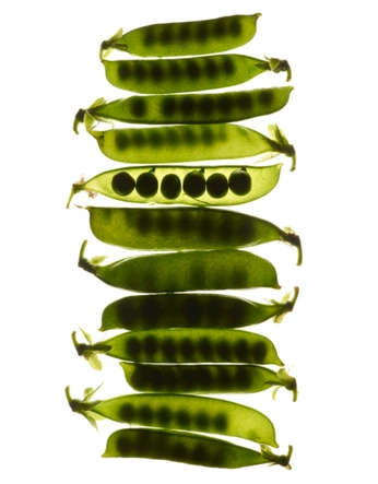 A cover of "Satia ingredients" cluster. The owner is bowers. The cluster consists of 5 elements.