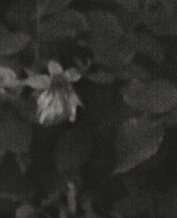 A cover of "Wild" cluster. The owner is iiirisss. The cluster consists of 16 elements.