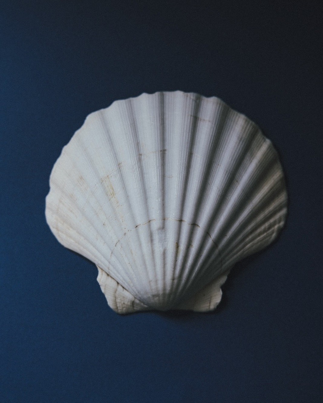 An Instagram  post added by mariashumanovich on Jul 20, 2024. The author is @maria_shumanovich. May present: shell.