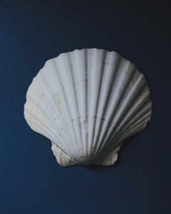 A cover of "All About the Sea" cluster. The owner is annbell. The cluster consists of 9 elements.